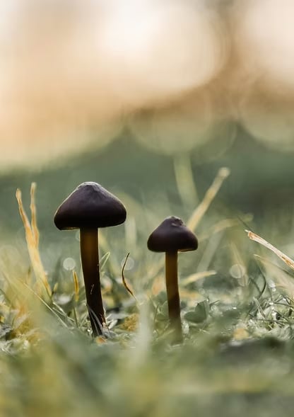 3 päivän ohjattu psilosybiiniretriitti luonnossa (Alankomaat)