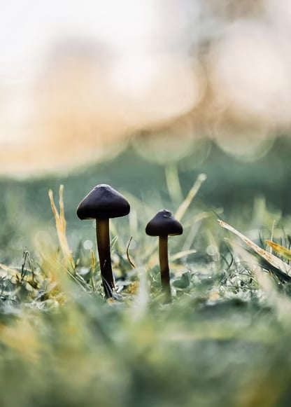 3 päivän naisten psilosybiiniretriitti Alankomaissa