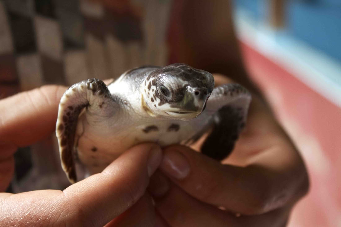 Pemuteranin kierros snorklauksella