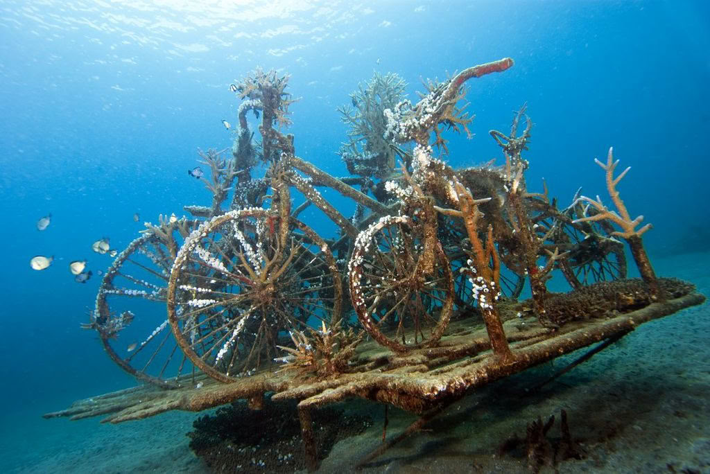 Pemuteranin kierros snorklauksella