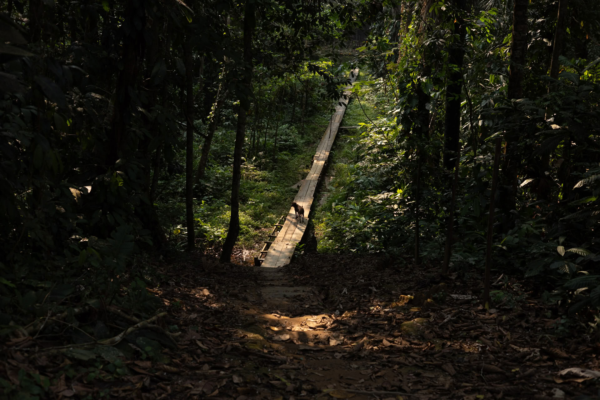 Avoin ayahuasca-retriitti