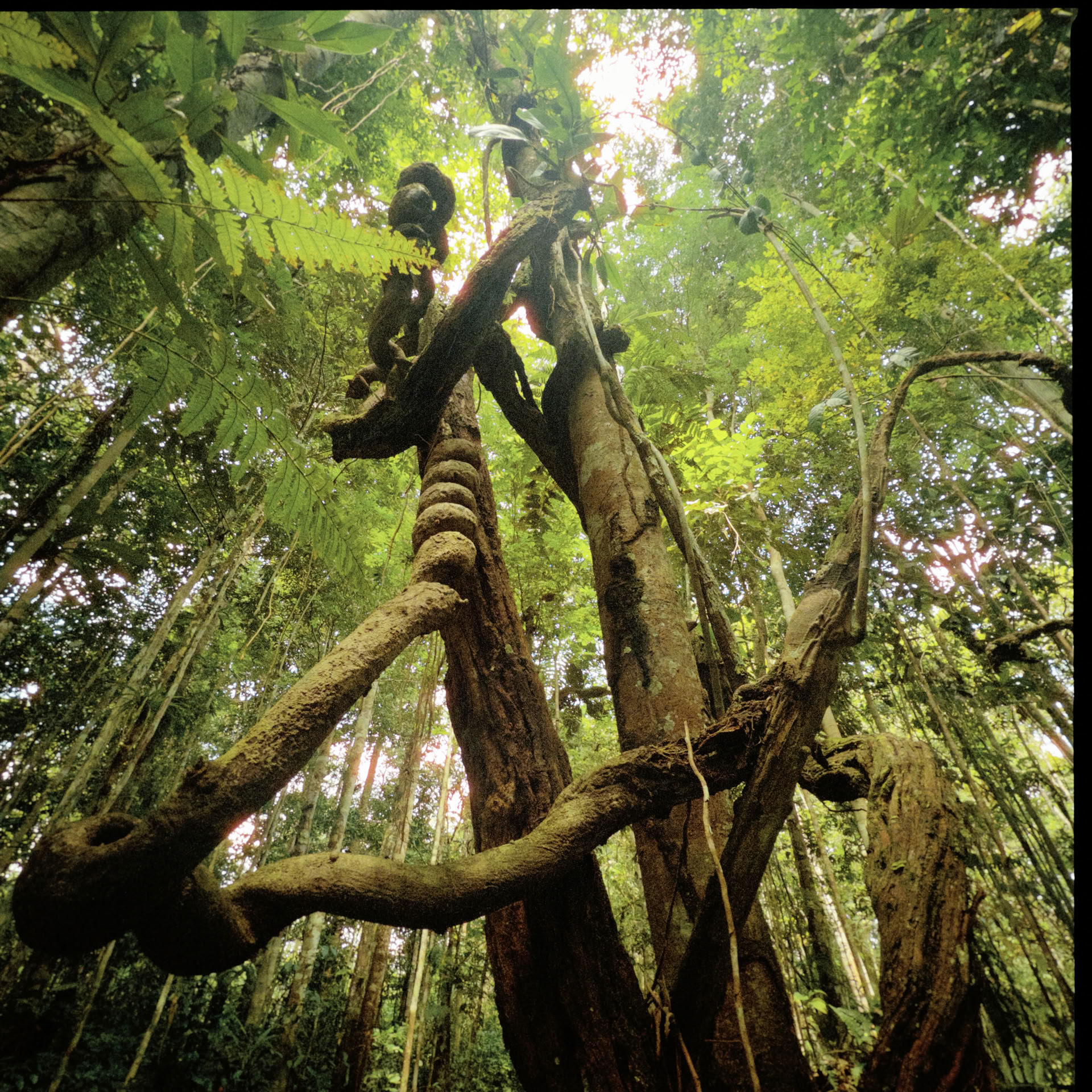 Avoin ayahuasca-retriitti