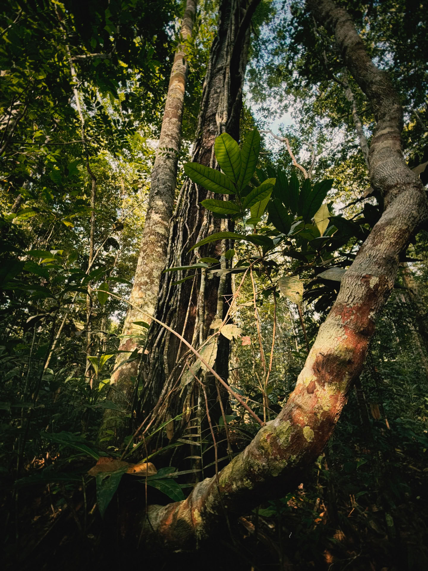 Avoin ayahuasca-retriitti