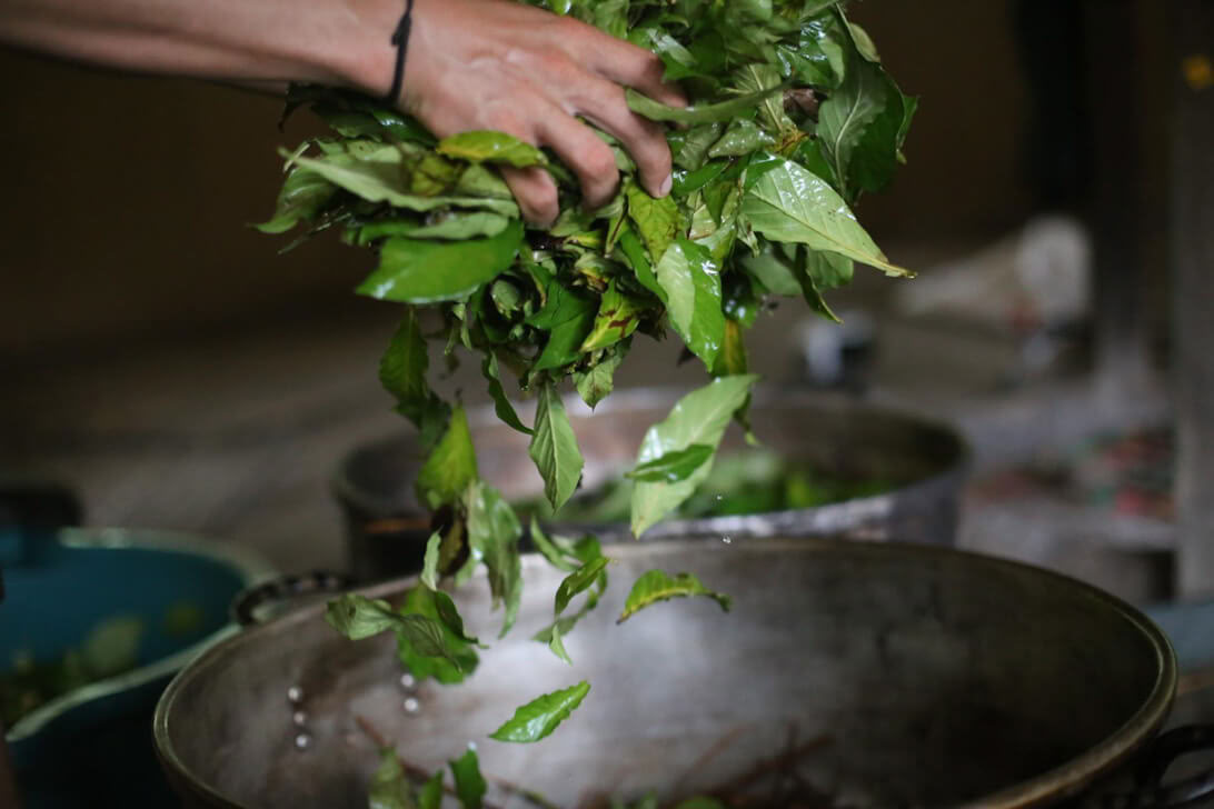 Ayahuasca-retriitti ja mestarikasvien dieta Perussa