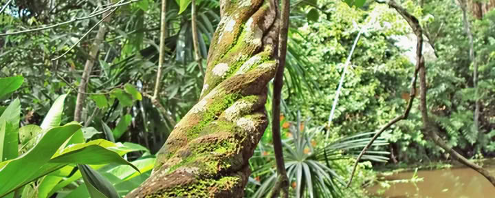 Perusayahuasca-retriitti
