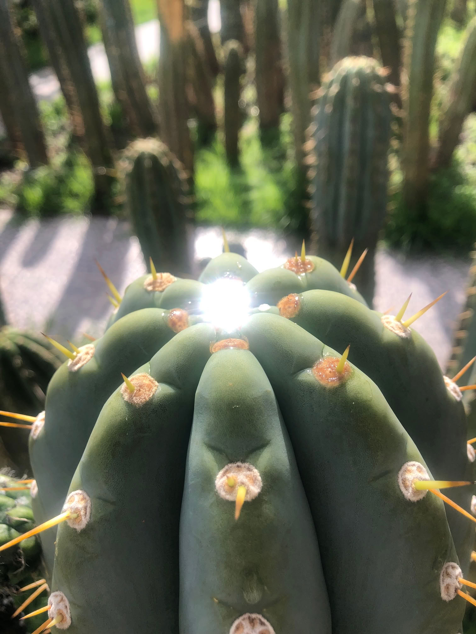 San Pedro -seremonia