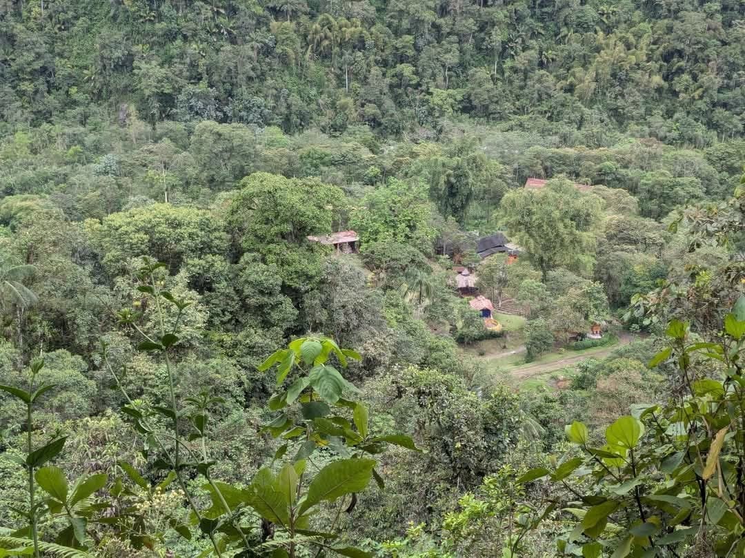 Ayahuasca-päiväseremonia Hayulima Natural Reservessä