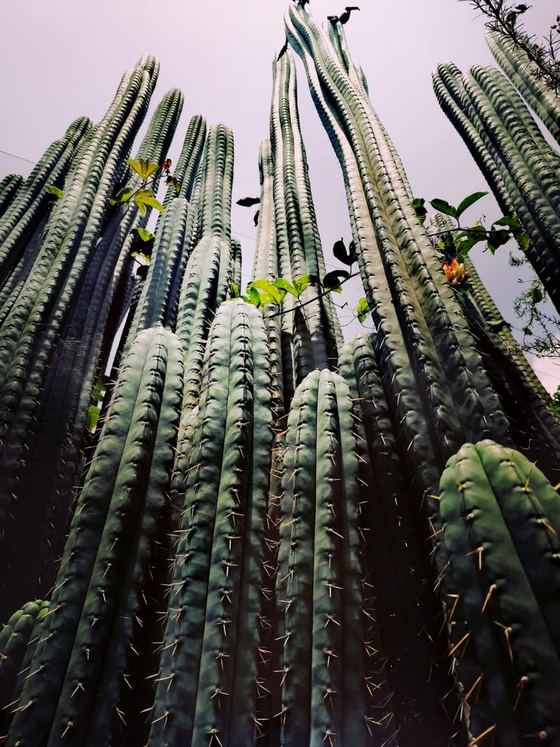 San Pedro -temazcal-seremonia Hayulimassa, luonnonsuojelualueella
