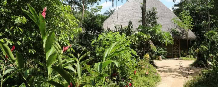 Eläen linjassa: Ayahuasca-parannusretriitti