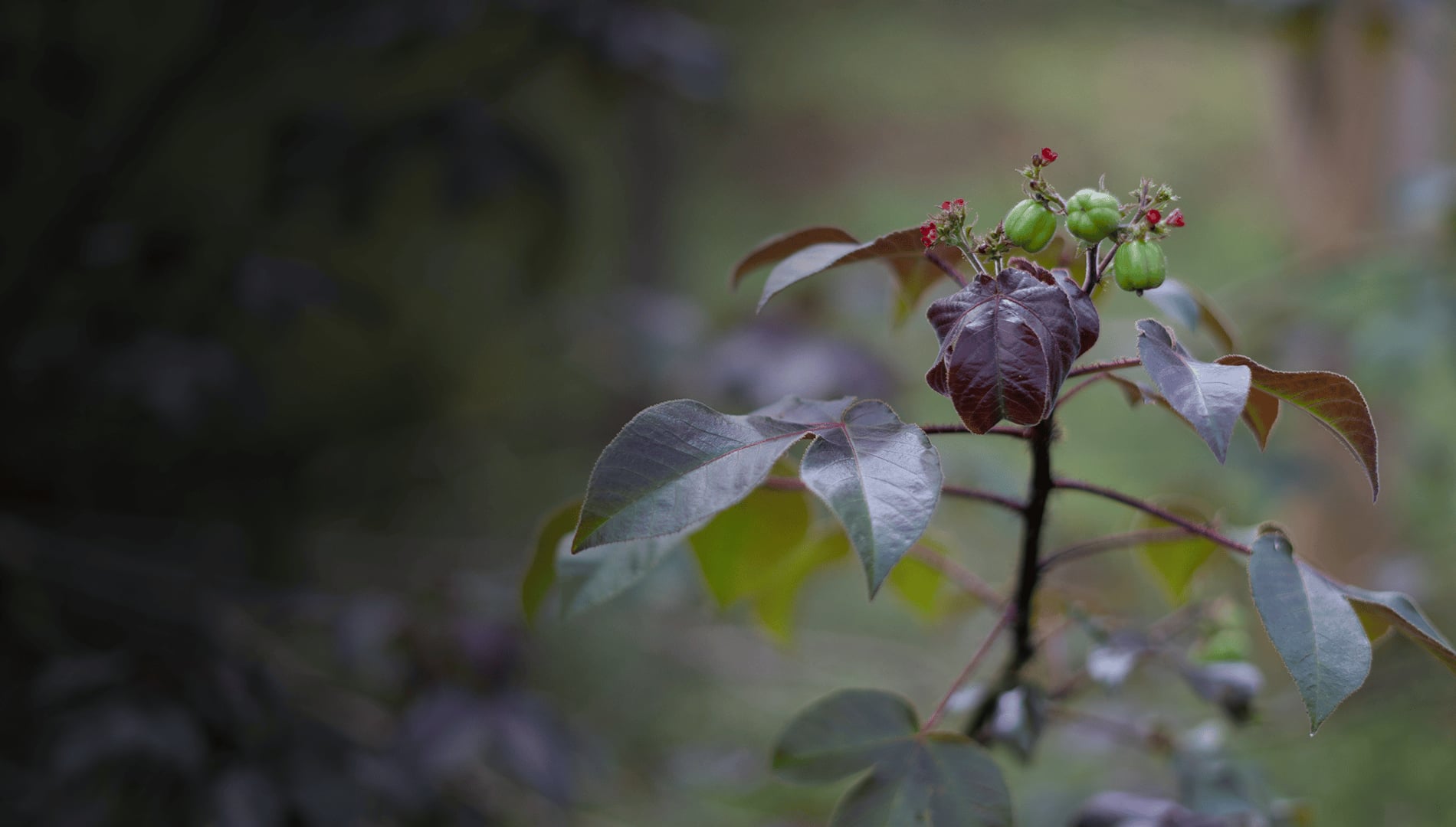 Ayahuasca-parantumisen retriitti + 5 päivän integraatioretriitti