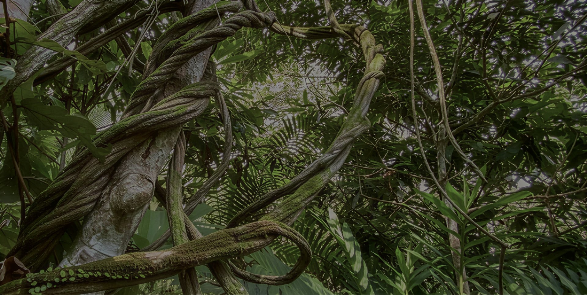 Ayahuasca-parantumisen retriitti + 5 päivän integraatioretriitti