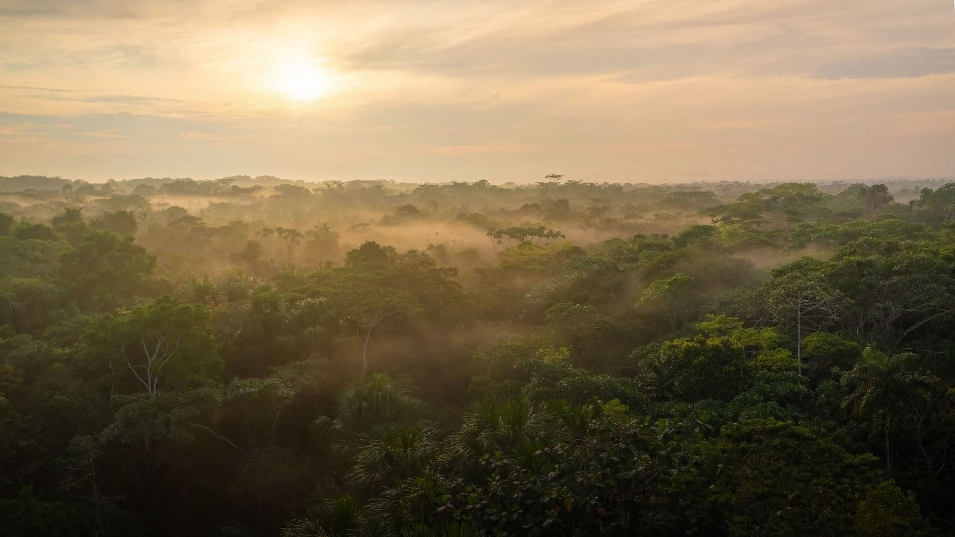Terveydenhuollon Ammattilaisten Ayahuasca-retriitti 2026