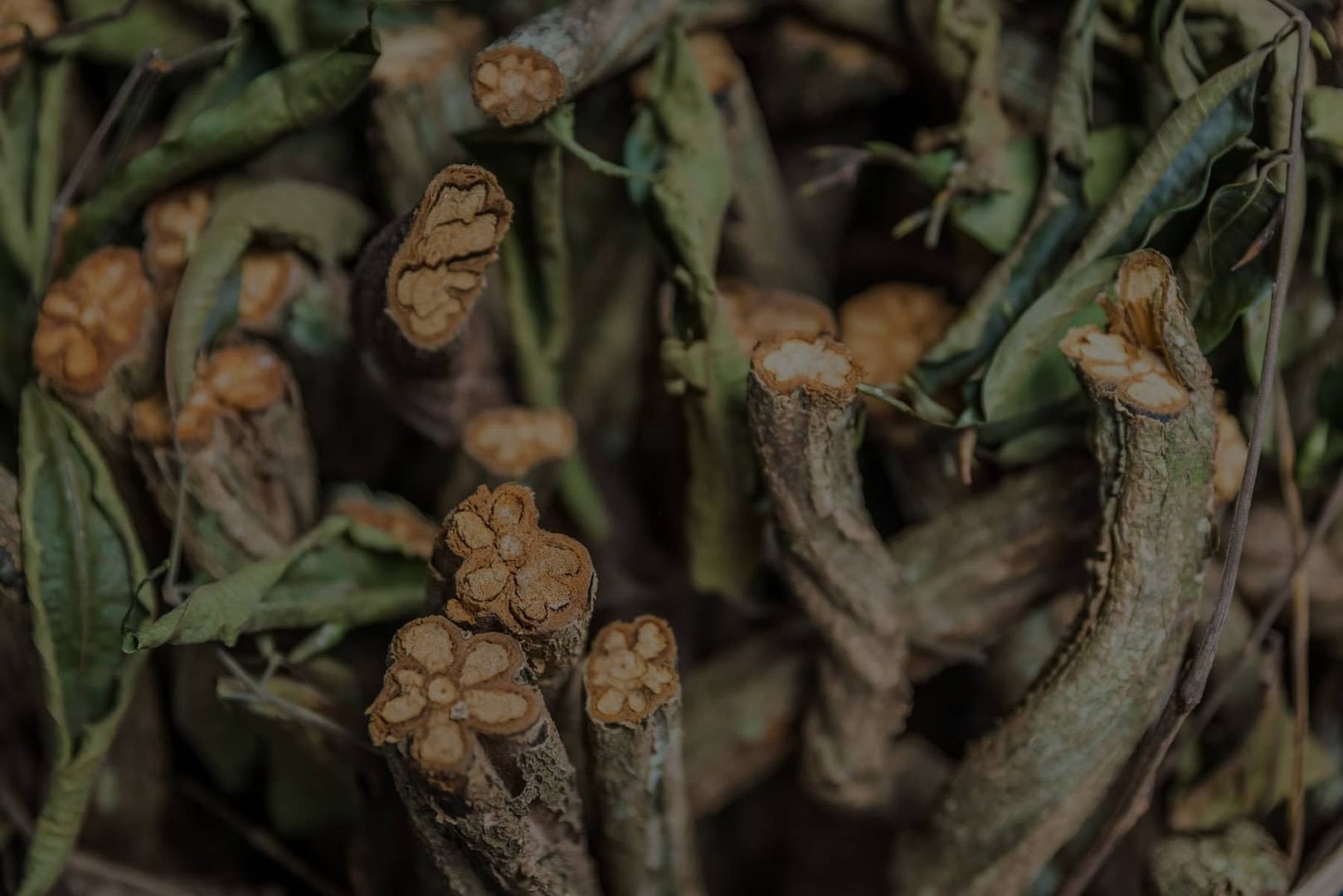 Terveydenhuollon Ammattilaisten Ayahuasca-retriitti 2026