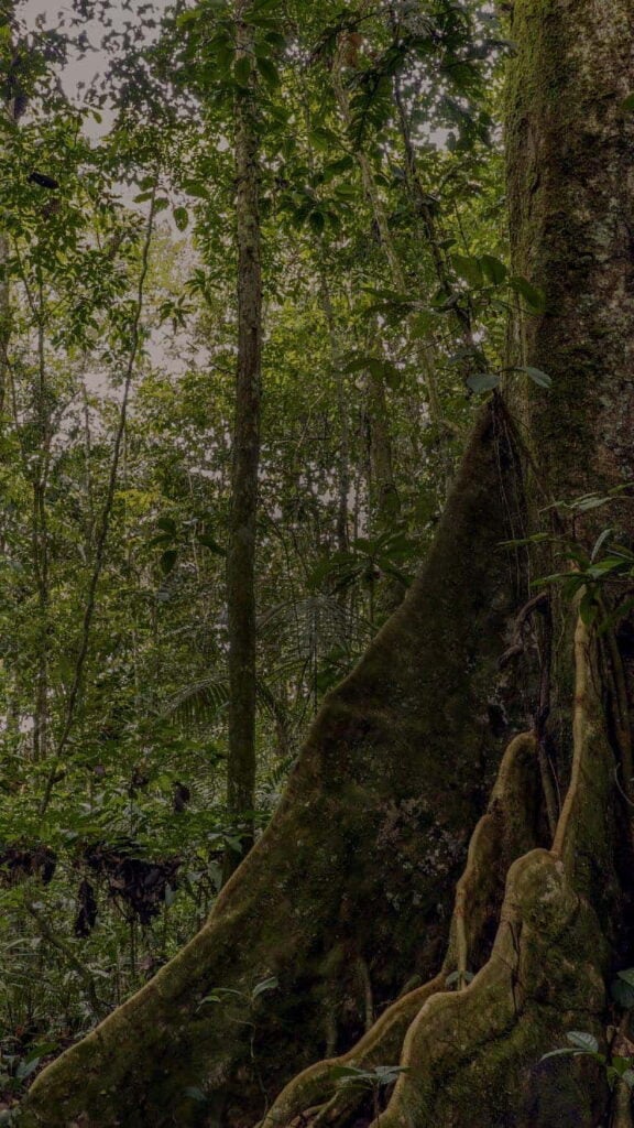 Terveydenhuollon Ammattilaisten Ayahuasca-retriitti 2026