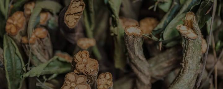 Linjassa Elämisen Ayahuasca-parannusretriitti + 5 päivän integraation jatkoretriitti