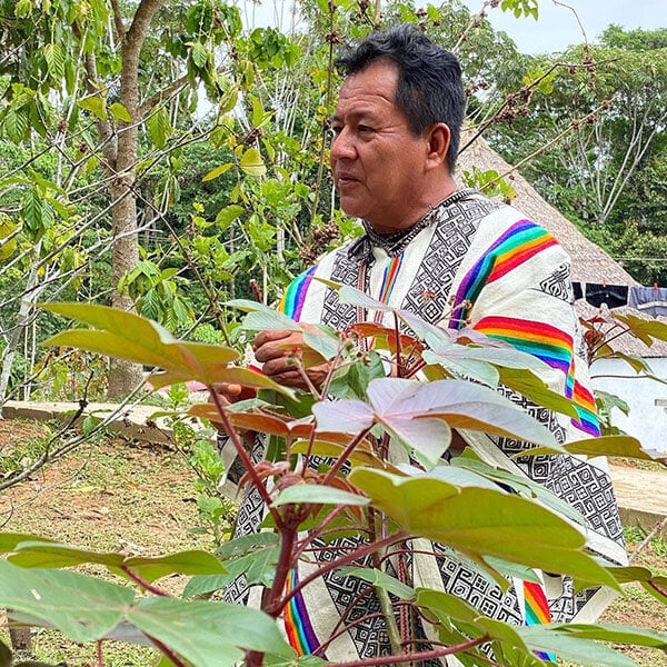 8 viikon ayahuasca-aloituskurssi