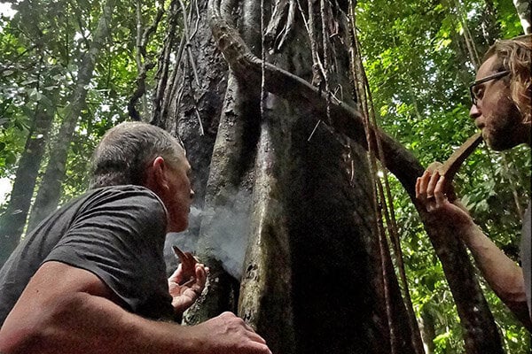 8 viikon ayahuasca-aloituskurssi