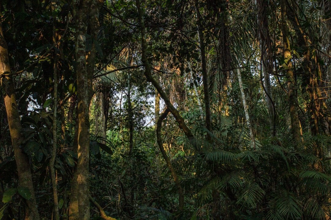 Ayahuasca-seremonia