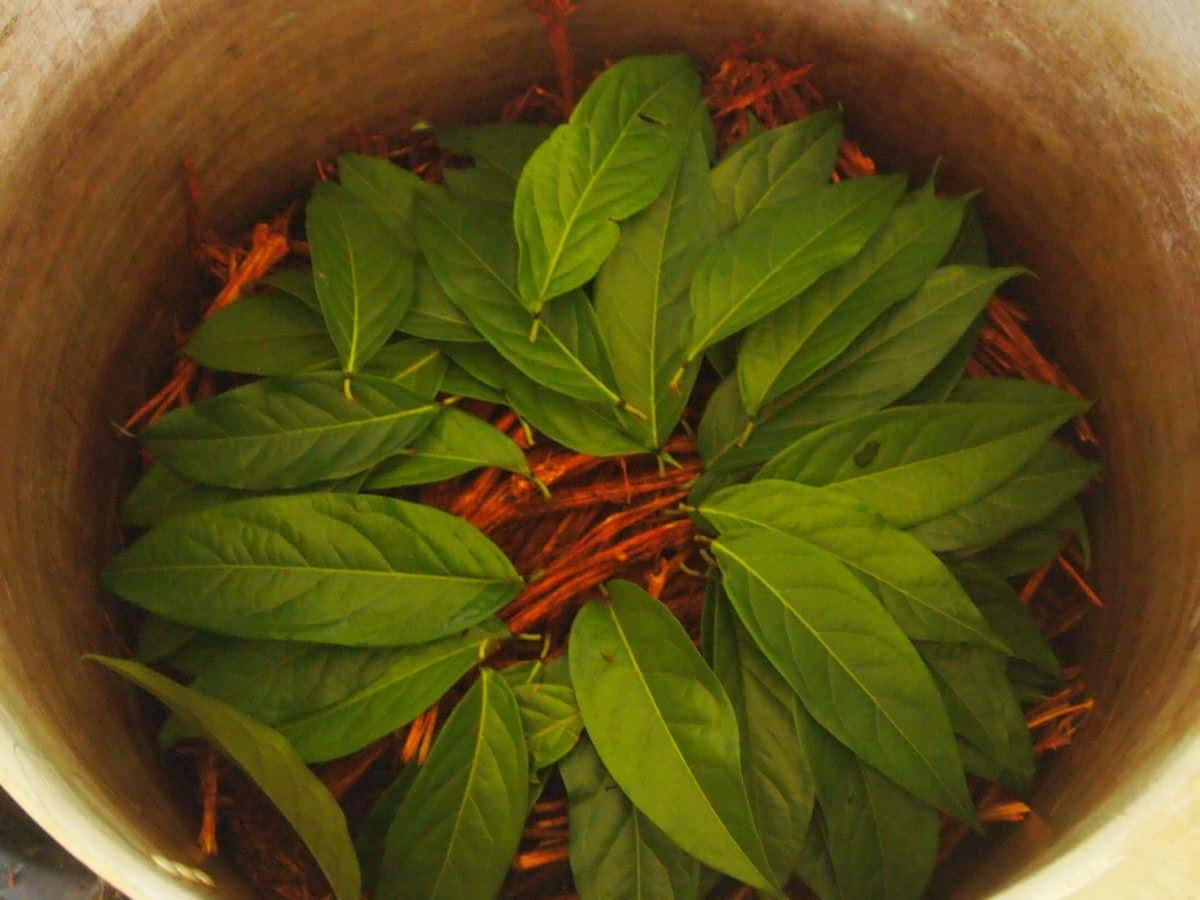 5 päivän ayahuasca-retriitti Ecuadorissa
