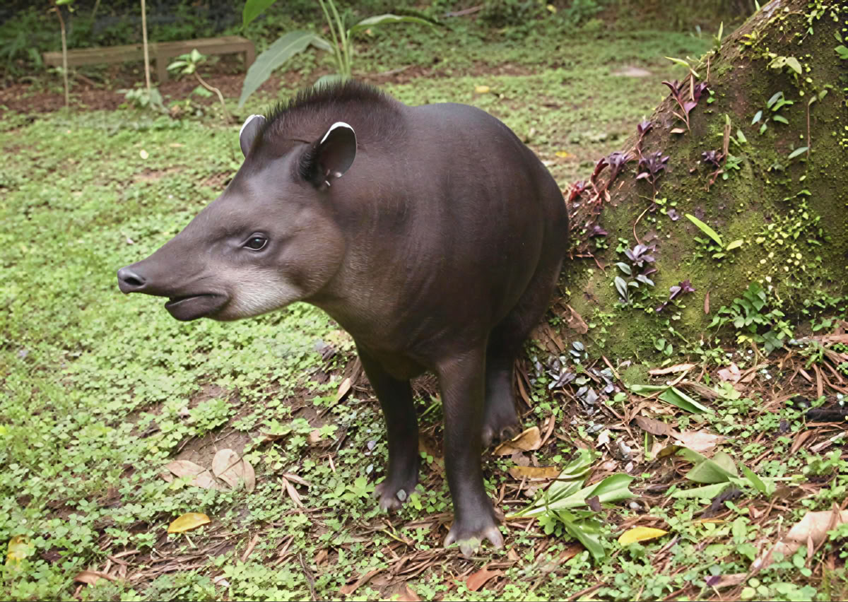 Ayahuasca-seremonia Ecuadorissa