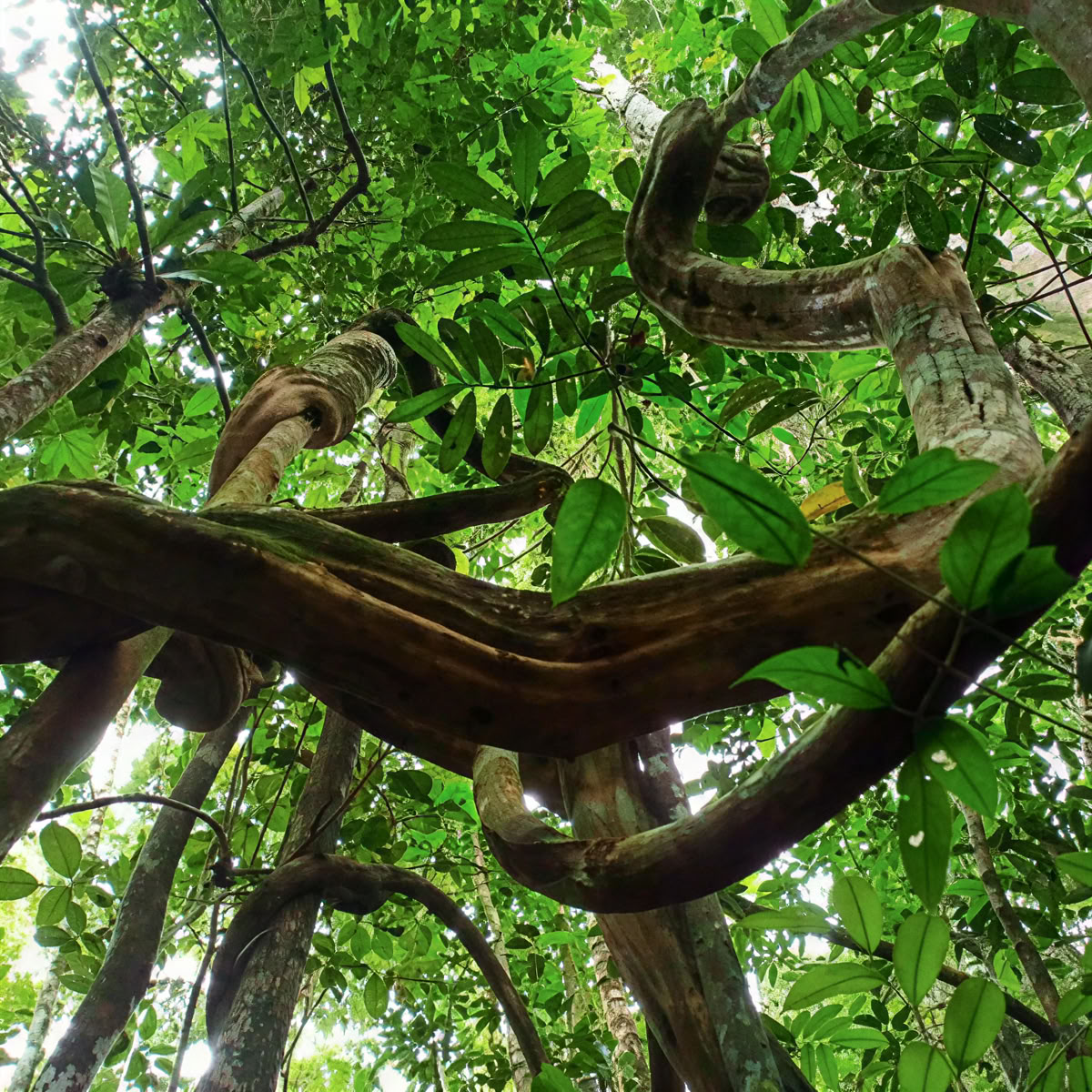 Ayahuasca ja Machu Picchu -13 päivän retriitti