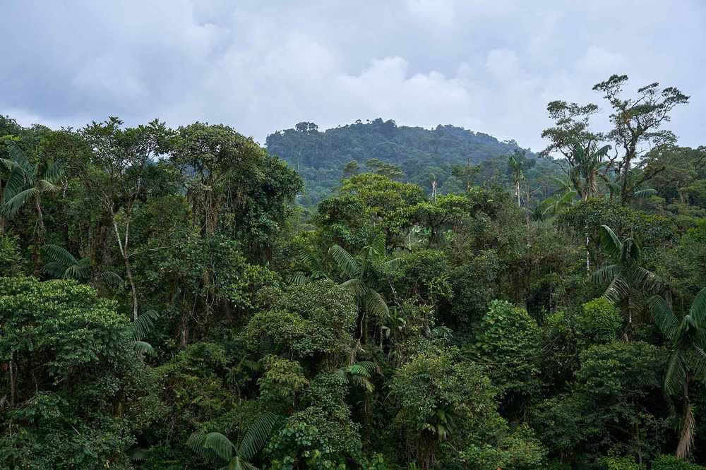 Ayahuasca-initiaatioretriitti: 7 ja 14 päivän – 10.–31. tammikuuta 2027