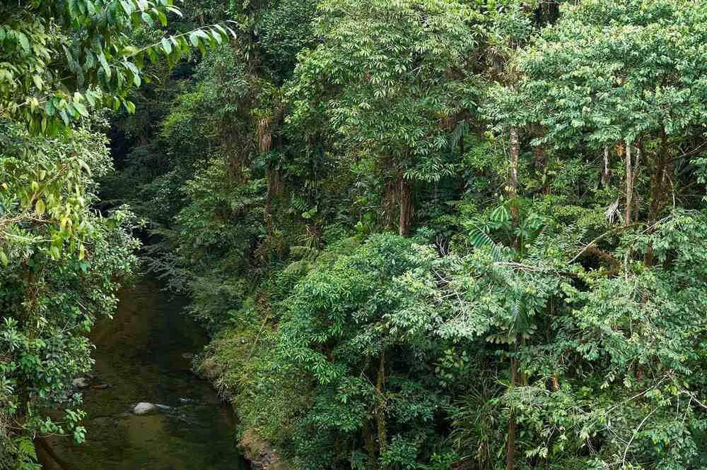 Ayahuasca-initiaatioretriitti: 7 ja 14 päivän – 3.–24. helmikuuta 2027