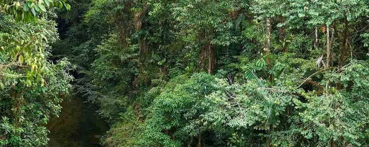 Ayahuasca-initiaatioretriitti: 7 ja 14 päivän – 3.–24. helmikuuta 2027