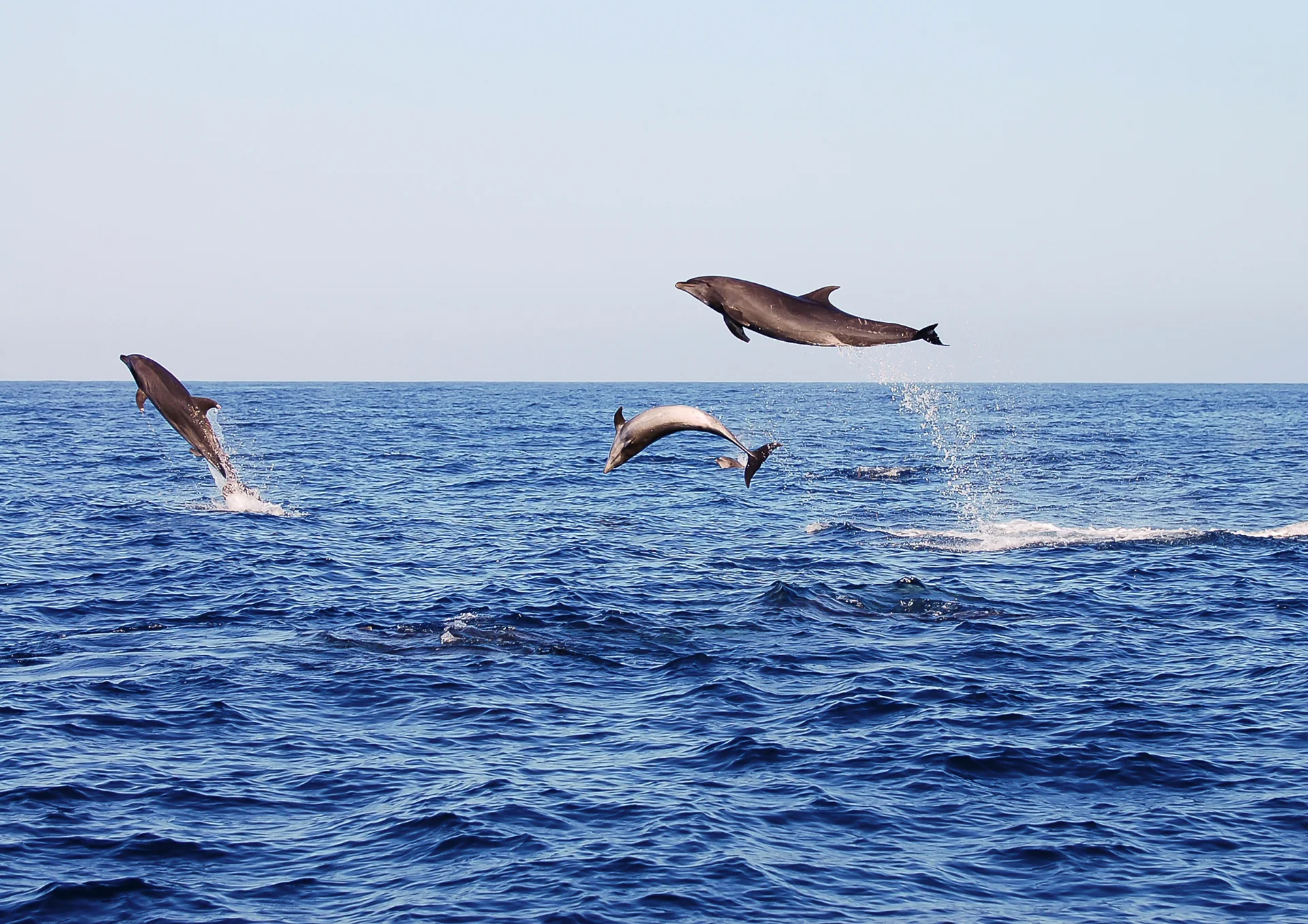 Cape Town SUP-safari