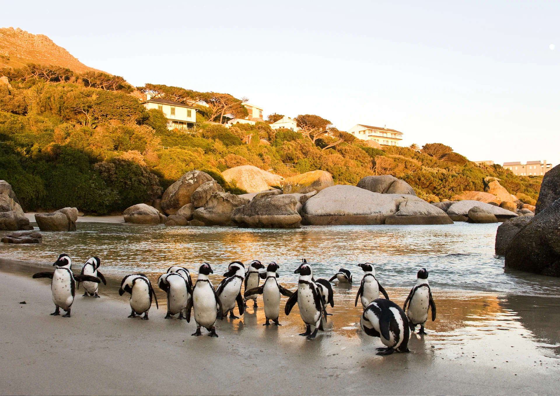 Cape Town SUP-safari