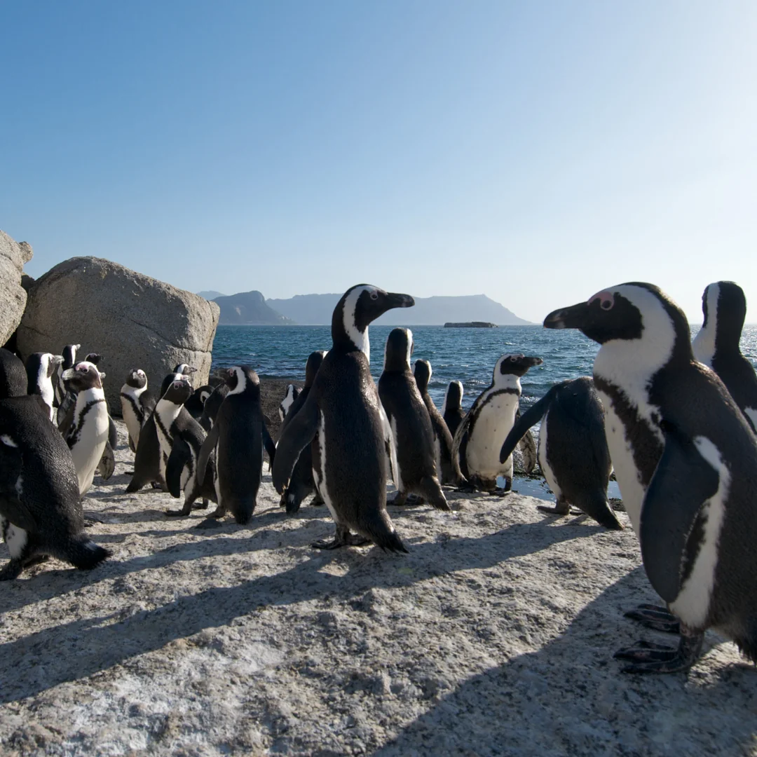 Cape Town SUP-safari