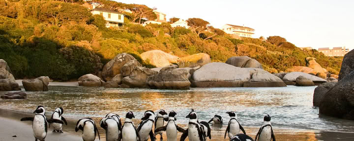 Cape Town SUP-safari