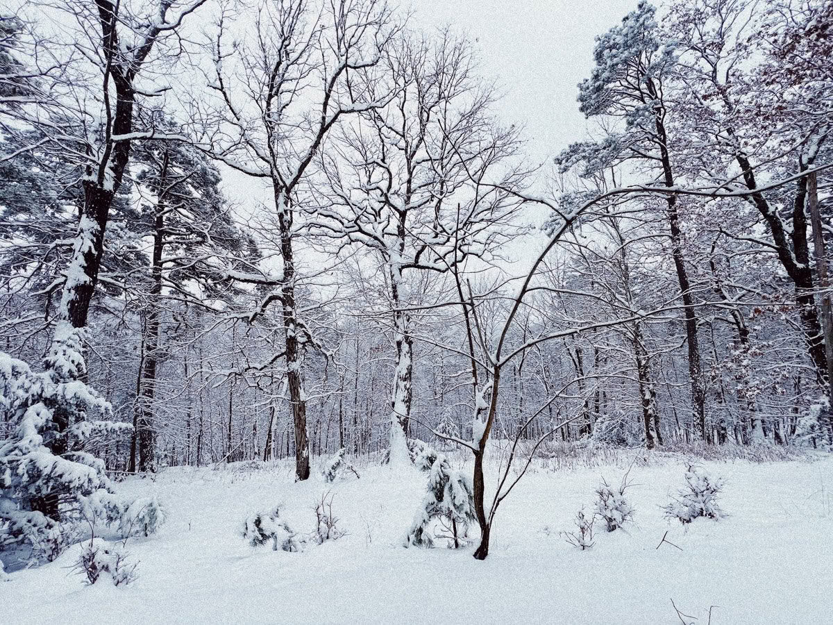 ForREST Retreat: Talvihorroksen viikonloppu — Villin luonnon retriitit