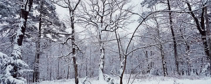 ForREST Retreat: Talvihorroksen viikonloppu — Villin luonnon retriitit