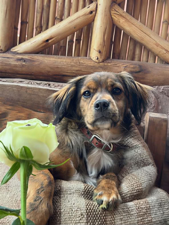 Ayahuascaseremonia