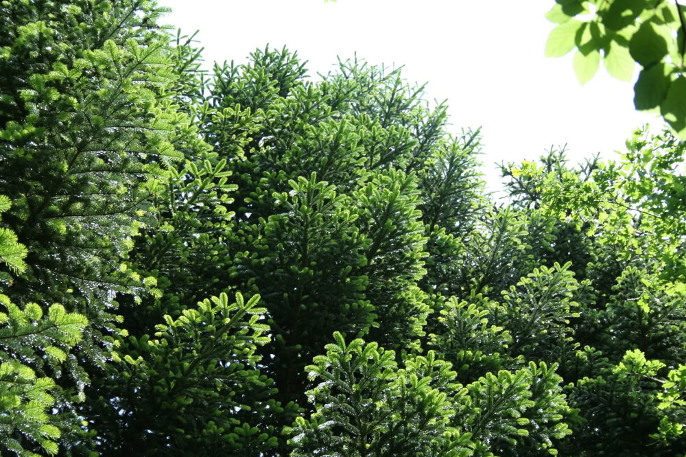 Metsäkylpy