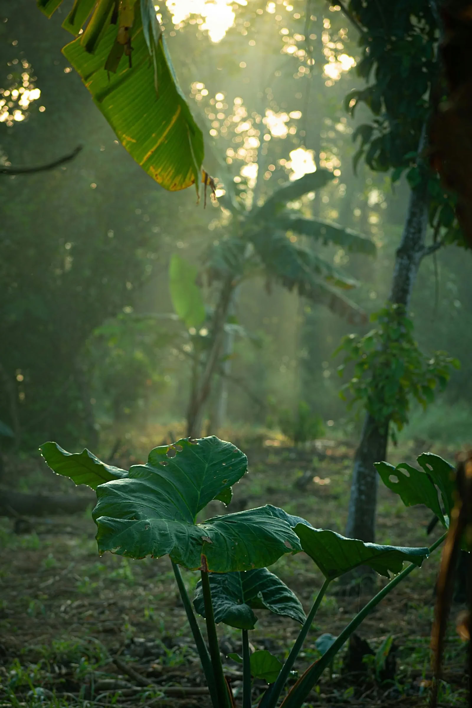 Sri Lankan päiväretki