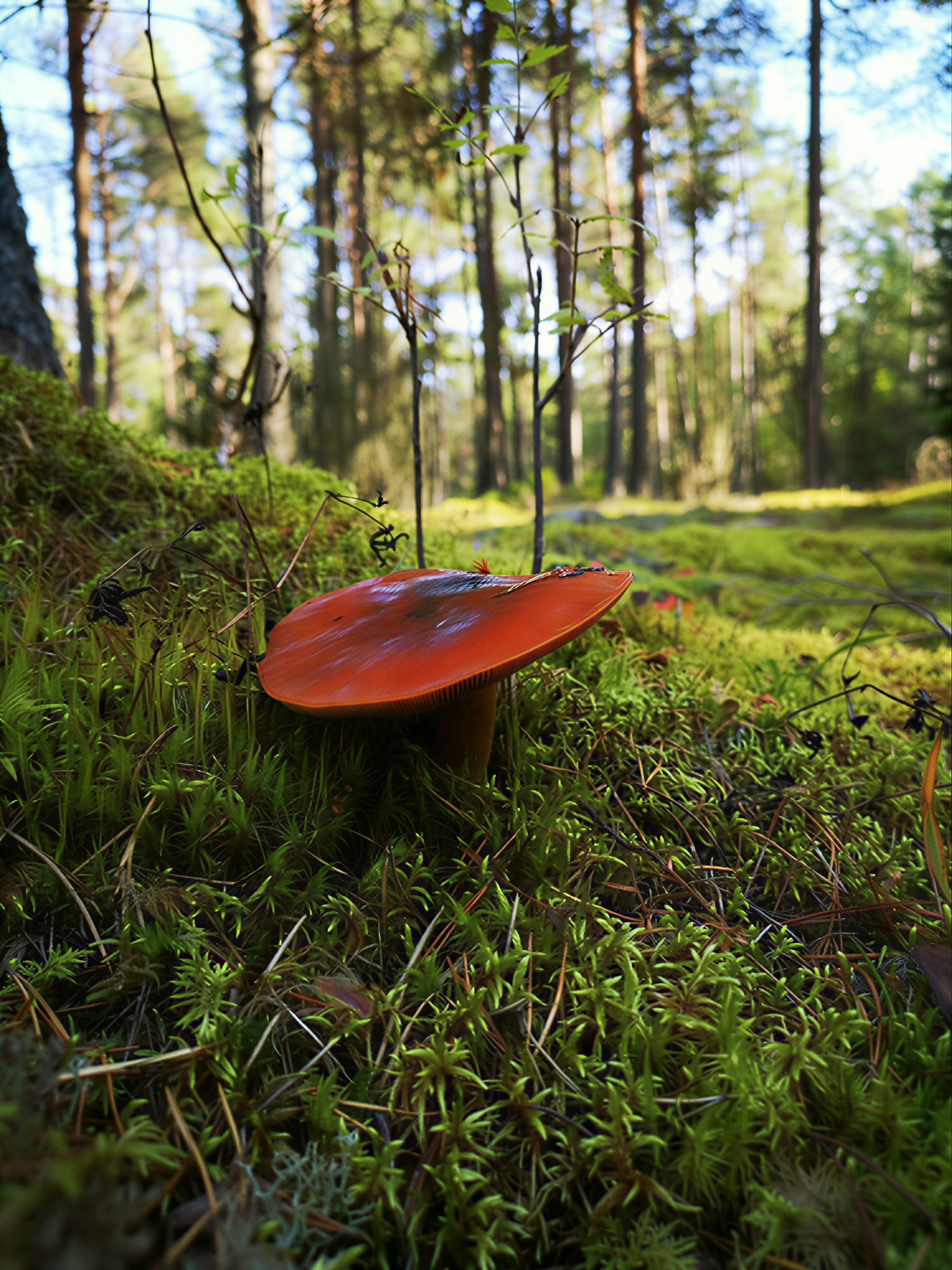 Henkinen luontoretriitti: irrota tavoista