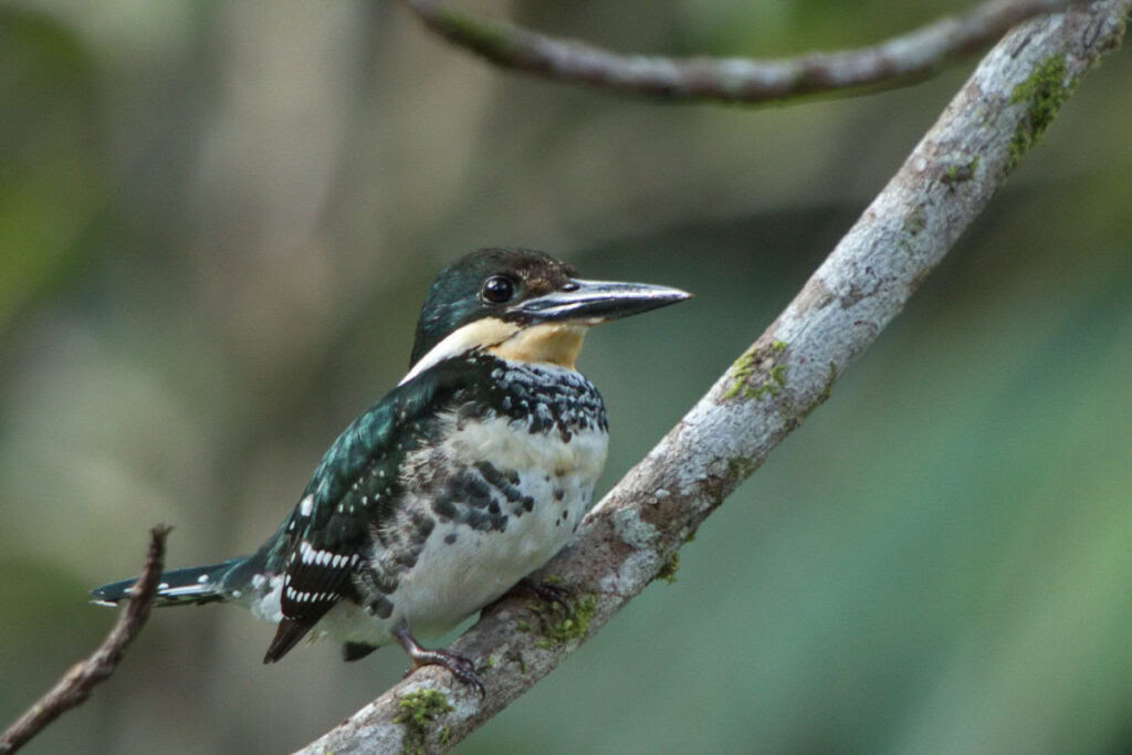 Suklaan valmistuksen työpaja maasta baariin
