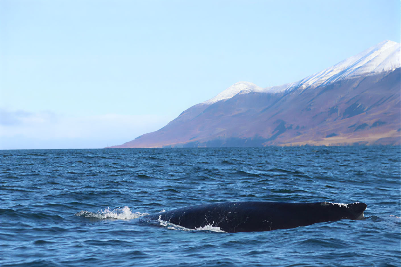 Akureyrin valassafari