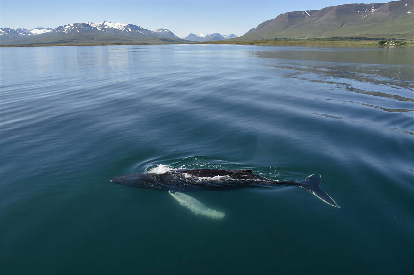 Akureyrin valassafari