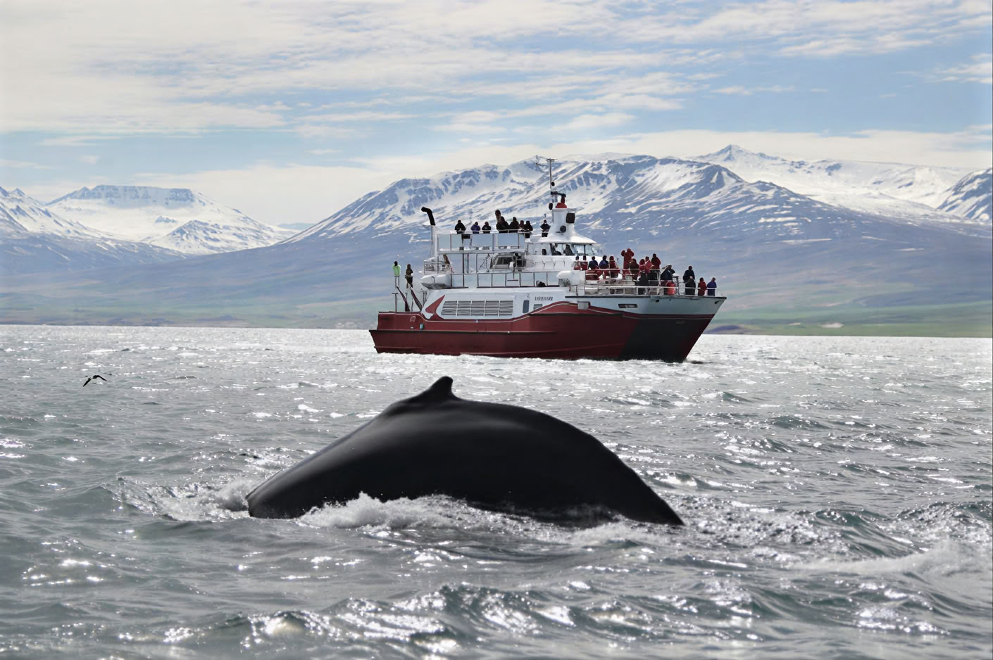 Akureyrin valassafari
