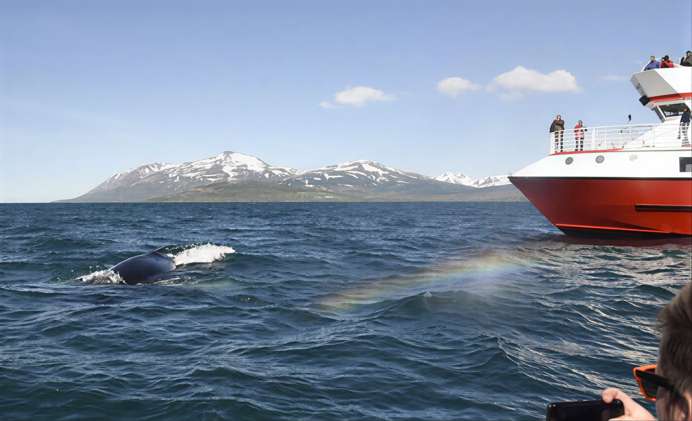 Akureyrin valassafari