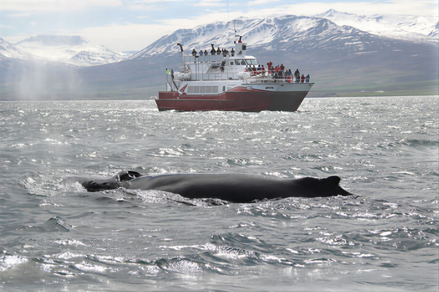 Akureyrin valassafari