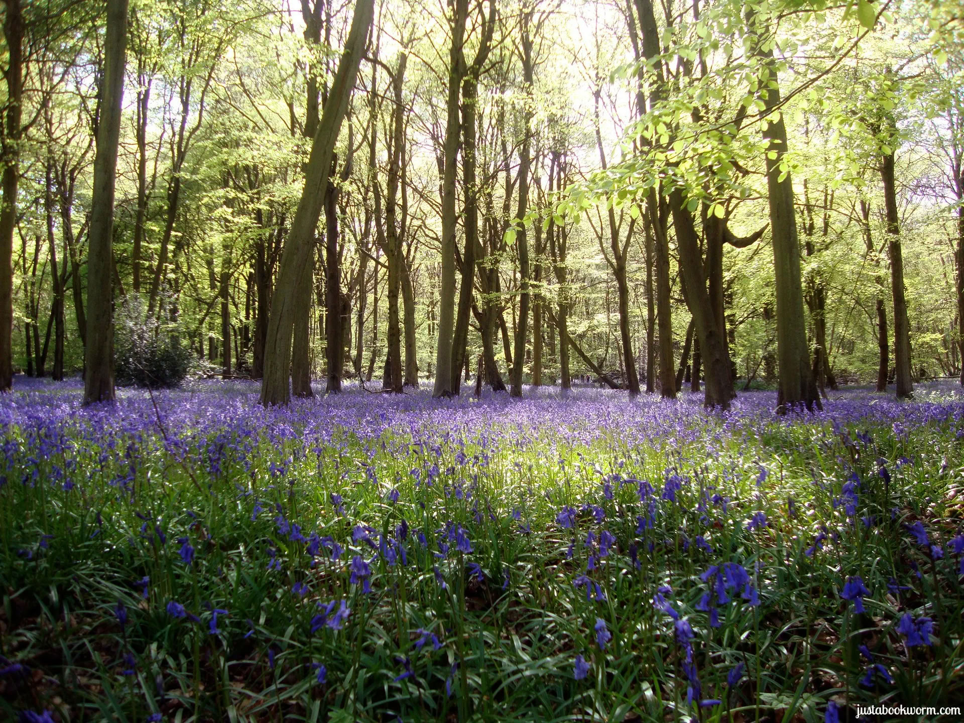 Luova ruoanlaitto, tietoinen syöminen ja joogan retriitti, Cotswolds, Oxfordshire