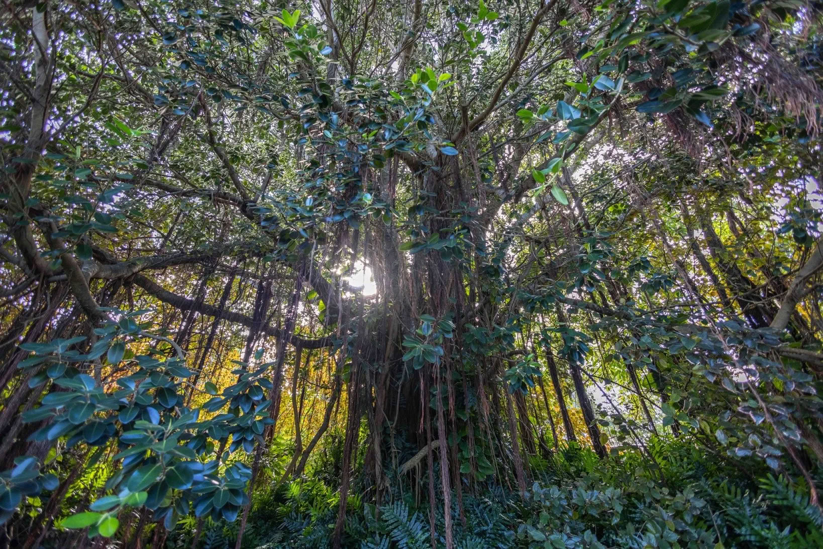 Kokoa Itsesi -retriitti - Maui