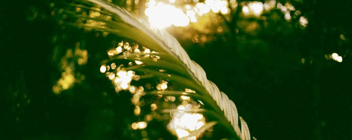 6 päivän ayahuasca-retriitti