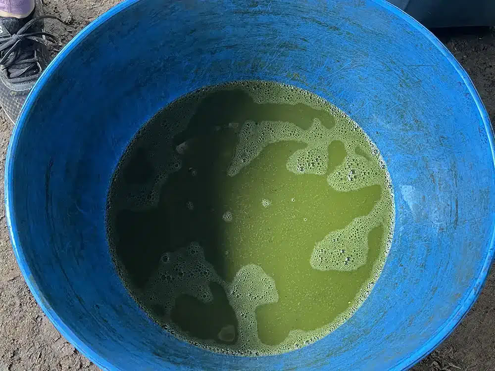Lääkkeenvalmistajan Ayahuasca-retriitti Taita Miguelin kanssa