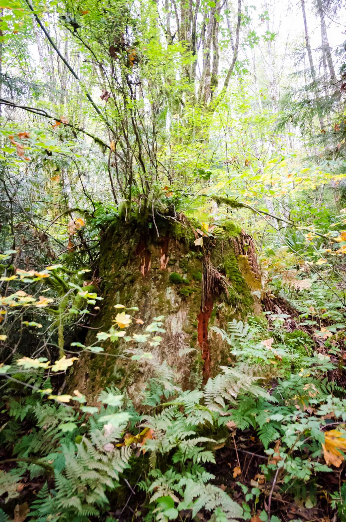 Detox-retriitti – kesäpuhdistus