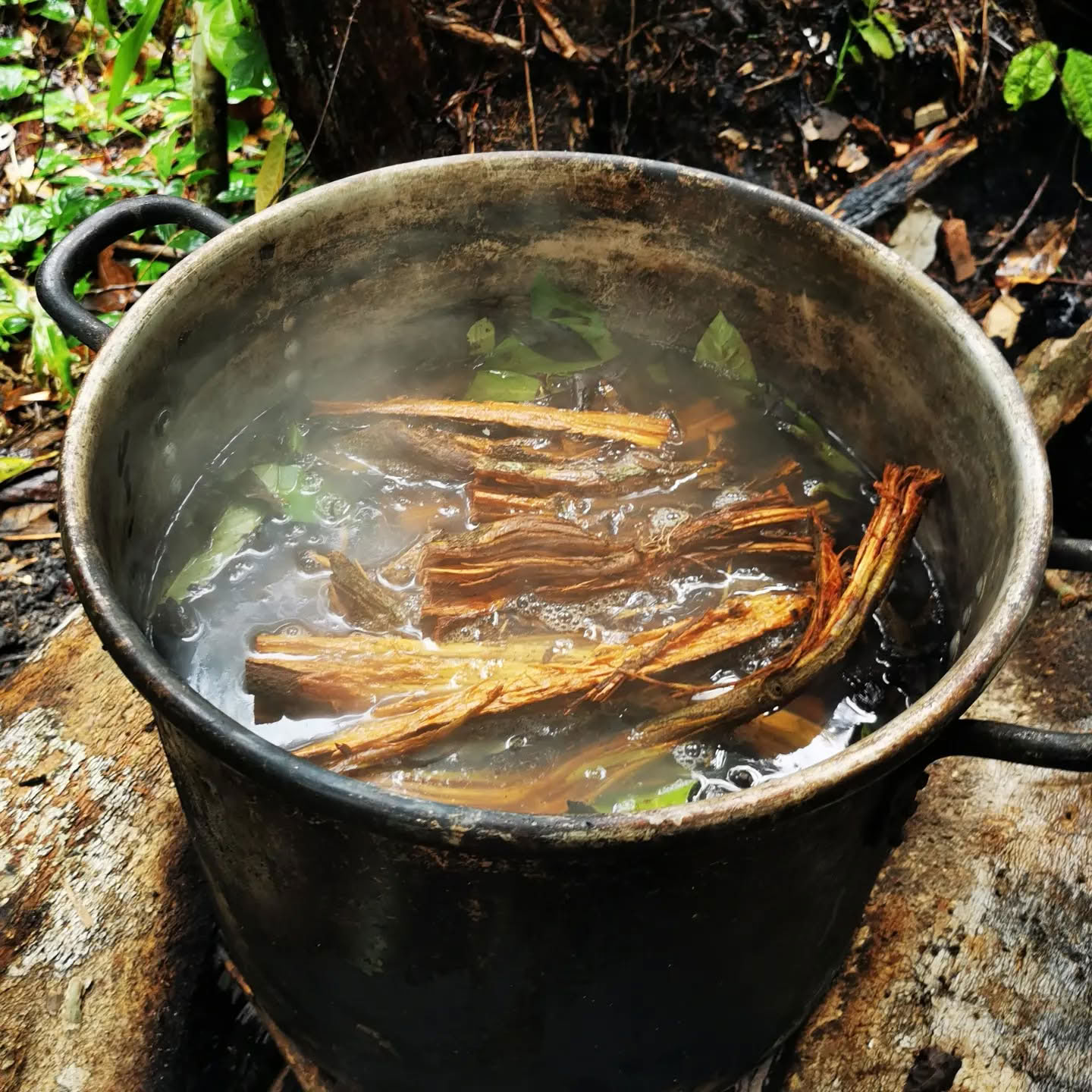 7 päivän ayahuascaretriitti